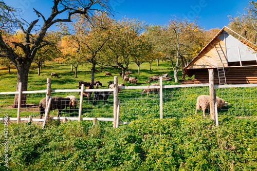 Small farm under castle Tocnik, autumn landscape, sunny day, goats and sheep graze on a green lawn among the trees, wooden house and fence, Tocnik, Central Bohemia, Czech Republic
