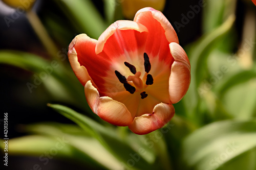 Tulpe