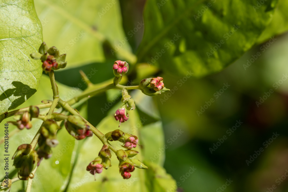 Cashew Flower Macro Cashew Flower Macro