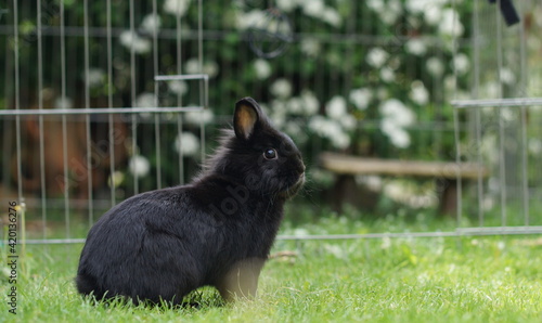 young black dwarf rabbit sitting on lawn in attentive position