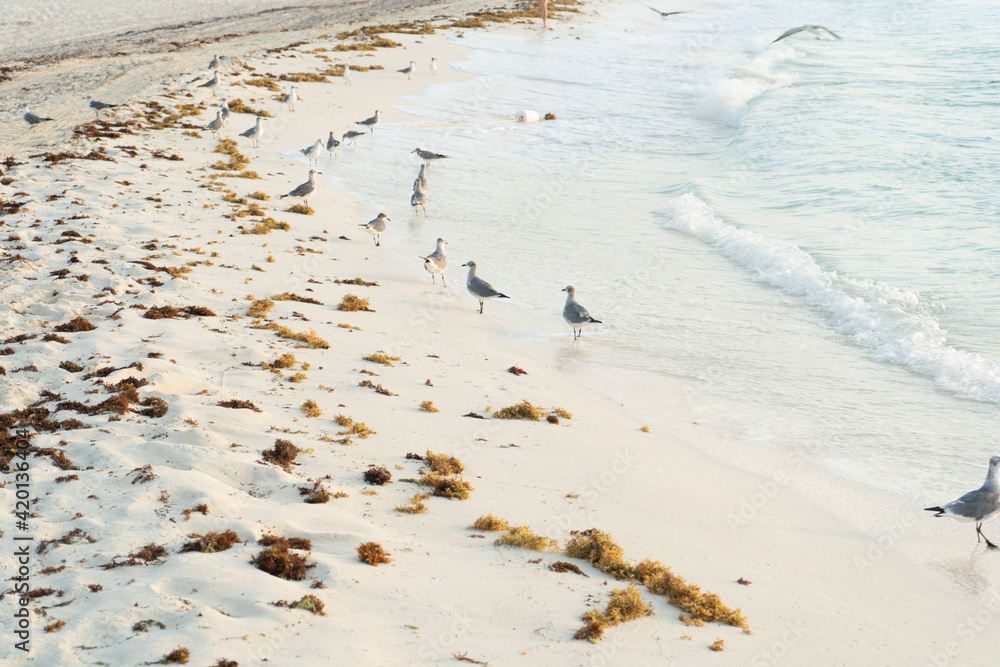 Gaviotas en arena con sargazo Gaviotas en arena con sargazo