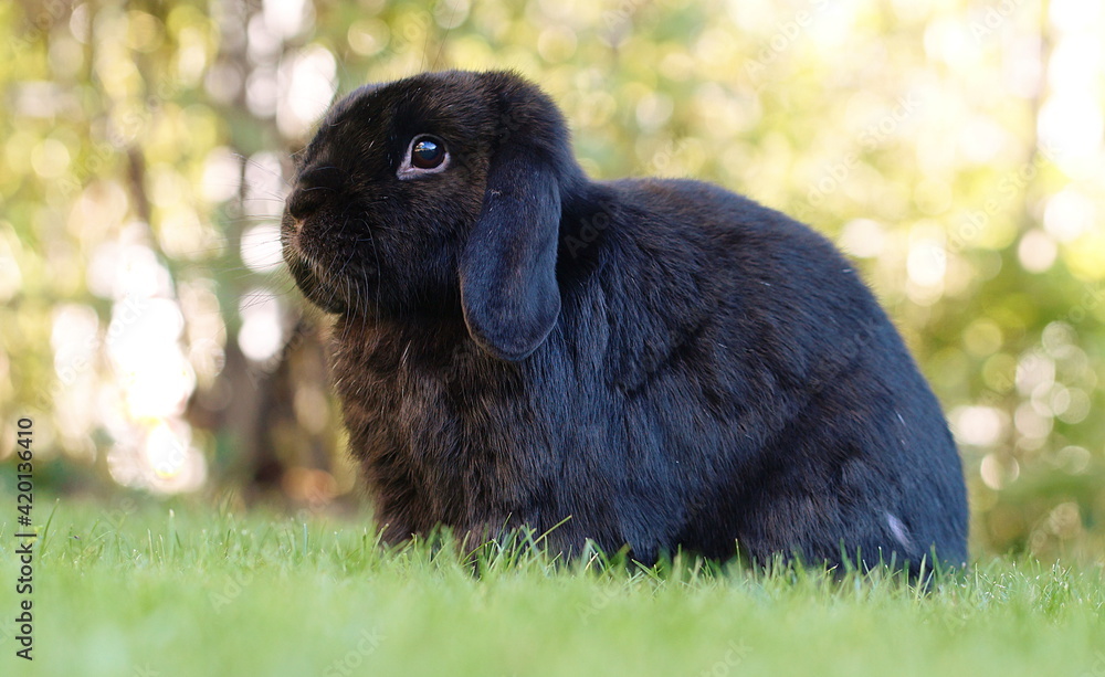 black lop eared dwarf ram rabbit sitting on meadow Stock Photo