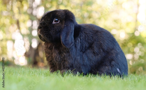 black lop eared dwarf ram rabbit sitting on meadow