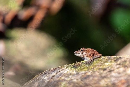 lizard on a branch