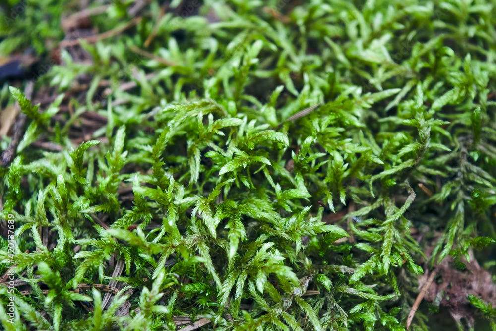 Forest moss natural background close-up. Close-up of freshness green moss Forest moss natural background close-up. Close-up of freshness green moss