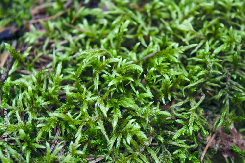 Forest moss natural background close-up. Close-up of freshness green moss © Anatoliy