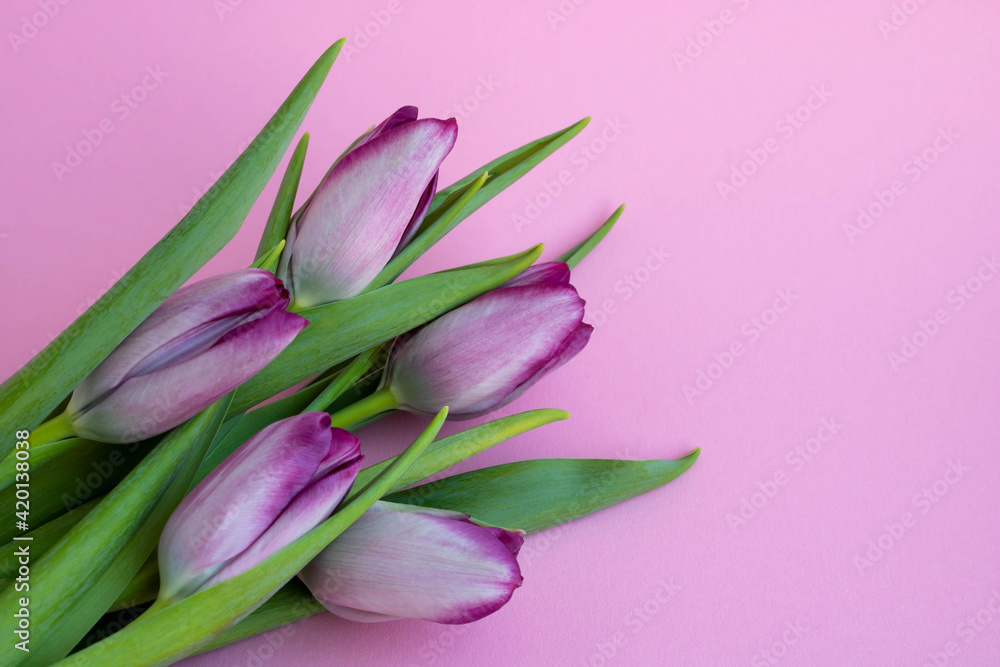 Delicate lilac tulips on a pink background. Greeting card, wallpaper, background. Happy Mother's Day, Easter, Valentine's Day, or wedding Delicate lilac tulips on a pink background. Greeting card, wallpaper, background. Happy Mother's Day, Easter, Valentine's Day, or wedding
