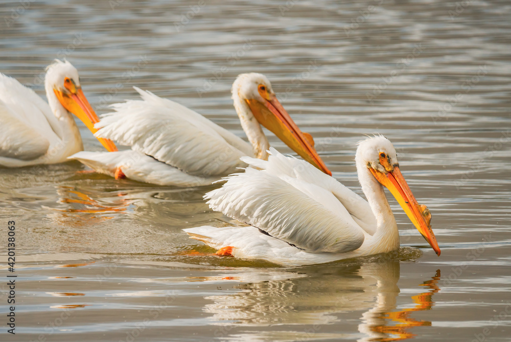 White pelicans floating on water, close up view of beautiful water birds in the middle of the lake White pelicans floating on water, close up view of beautiful water birds in the middle of the lake