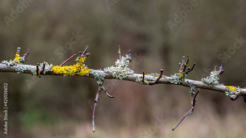 Yellow lichen, Xanthoria parietina, and green grey lichen, Physcia adscendens, on tree branches photo