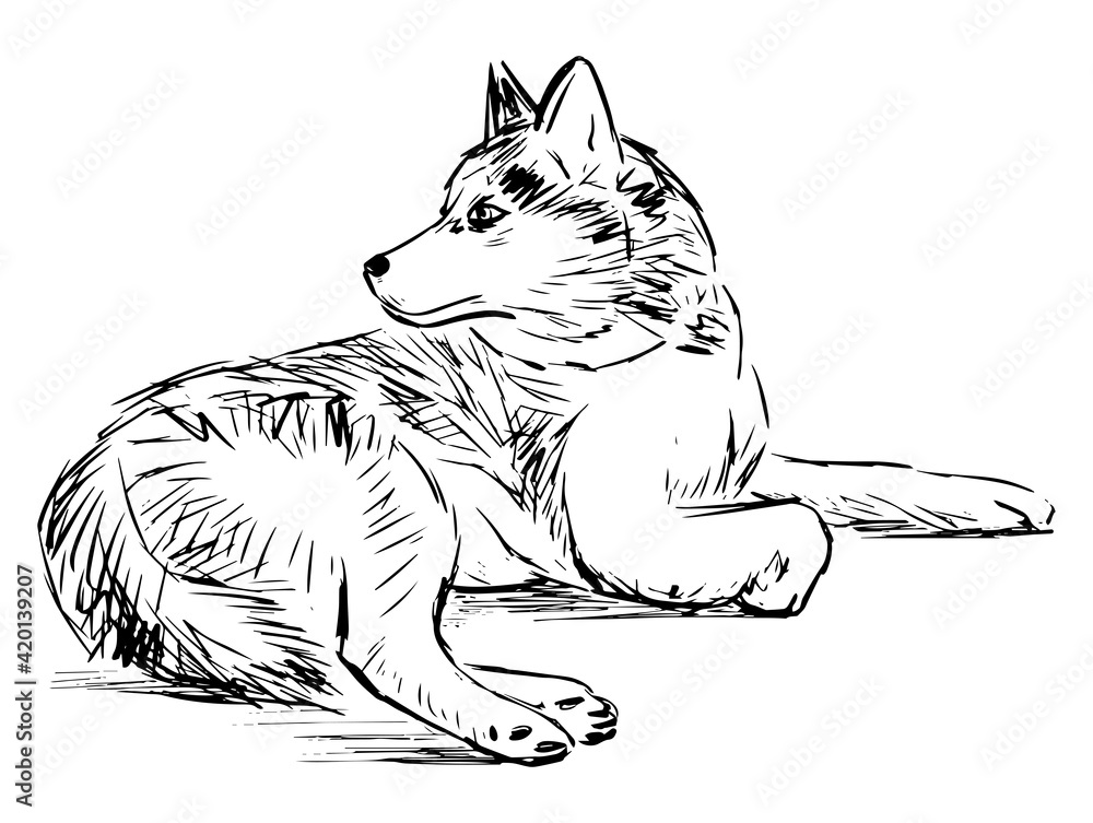 Freehand drawing of lying and looking husky dog