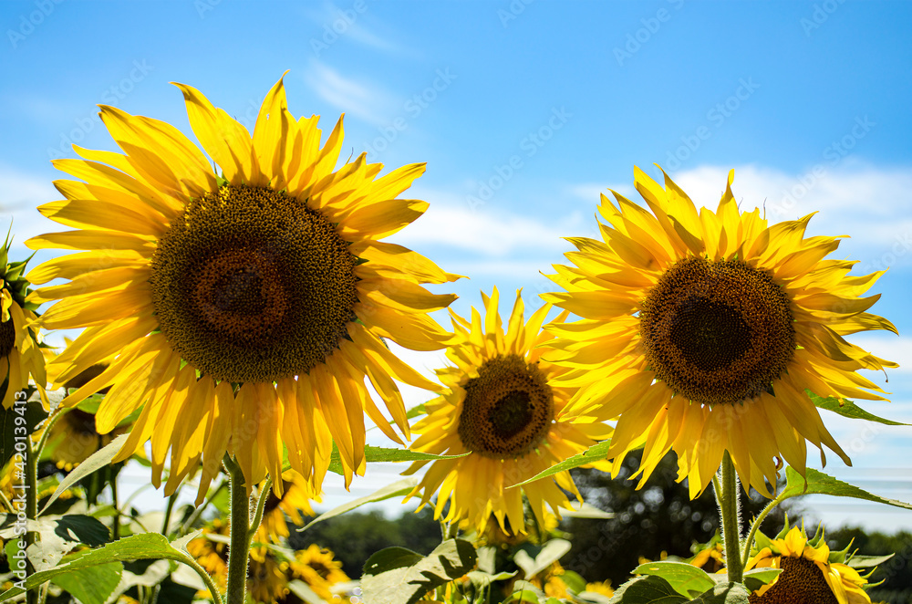 Fototapeta premium Sunflowers