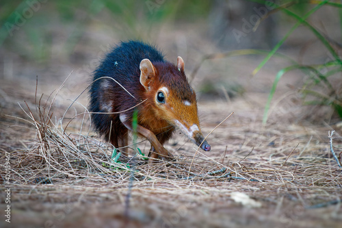 Black and rufous elephant shrew -Rhynchocyon petersi or sengi or Zanj elephant shrew, found only in Africa, native to the lowland montane and dense forests of Kenya and Tanzania