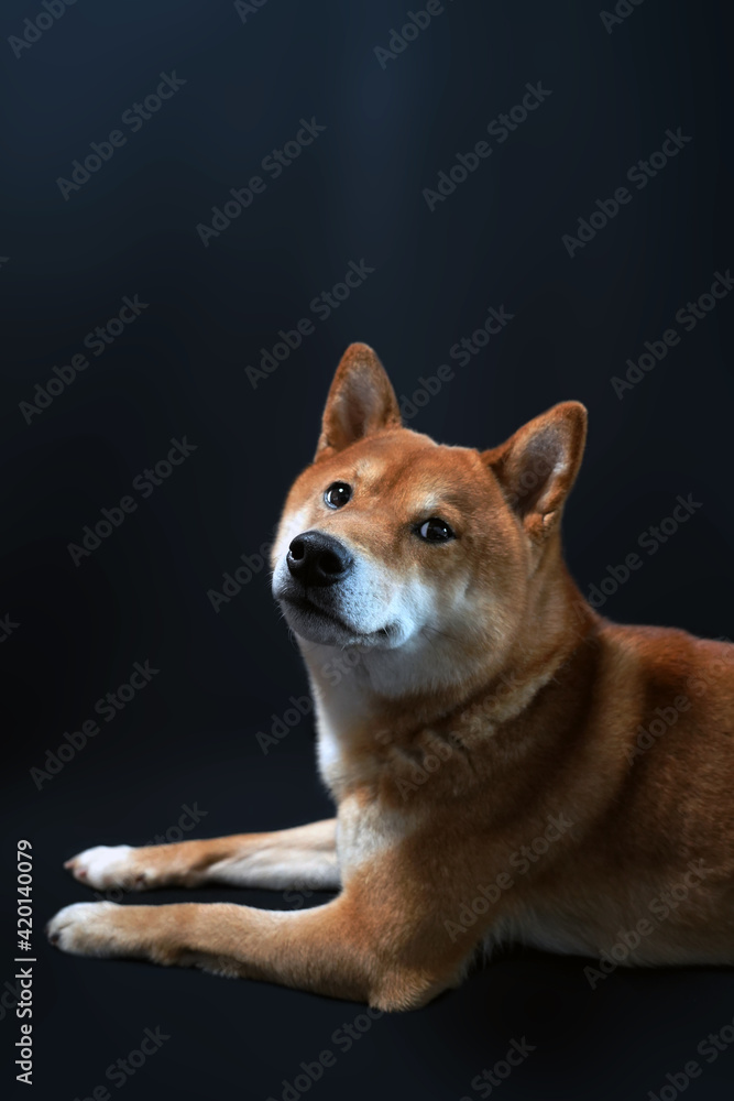 One shiba inu (shiba ken) posing for studio portrait. Traditional red/brown dog fur color against black background.