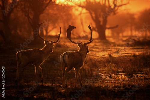 Two male Fallow deer (Dama dama) in rutting season in the forest of Amsterdamse Waterleidingduinen in the Netherlands. At sunset.