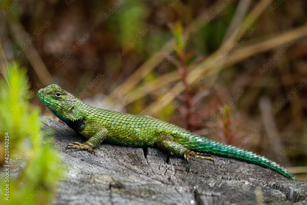 Emerald swift or green spiny lizard - Sceloporus malachiticus, species of small lizard in the Phrynosomatidae family, native to Central America, lying on the stone or wood, green tail Emerald swift or green spiny lizard - Sceloporus malachiticus, species of small lizard in the Phrynosomatidae family, native to Central America, lying on the stone or wood, green tail