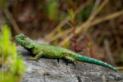 Emerald swift or green spiny lizard - Sceloporus malachiticus  species of small lizard in the Phrynosomatidae family  native to Central America  lying on the stone or wood  green tail