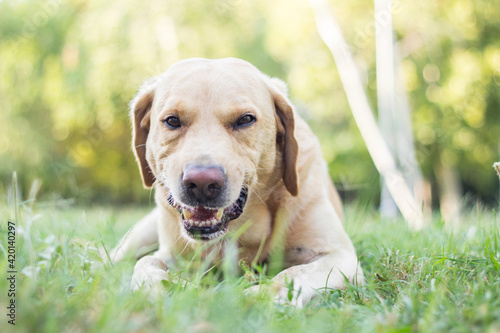 Cute labrador dog playing with a stick © sanjagrujic