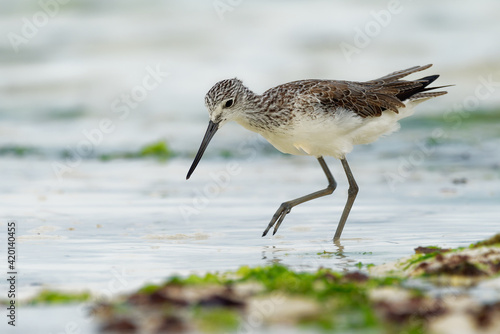 Common Greenshank - Tringa nebularia is a wader in family Scolopacidae, typical waders, black and brown and white bird of shore, migrating from Europe tu Africa, on sandy beach.
