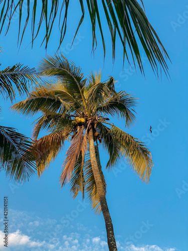 Palm Tree