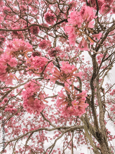 Flower Sky