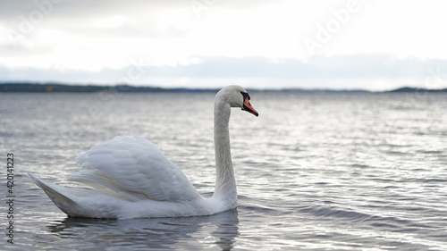 Close up of white mute swan  Cygnus olor  swimming on water.  Cloudy bright weather. 