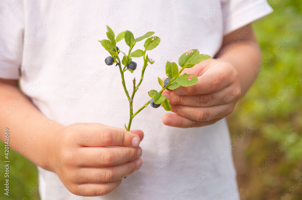 Kid's hands picking blueberry from a collected twig at forest background Kid's hands picking blueberry from a collected twig at forest background