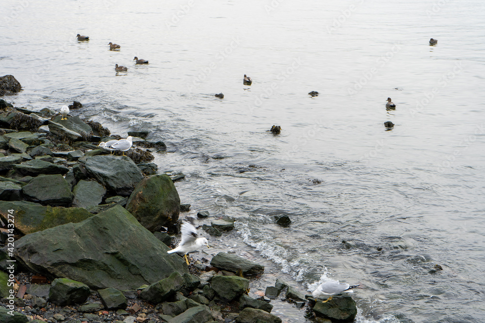 birds and rocks on the beach birds and rocks on the beach