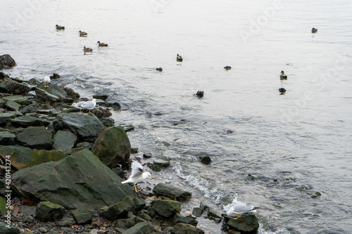 Canvas Print birds and rocks on the beach