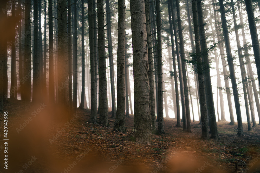 Fototapeta premium Series of trees in a foggy forest.