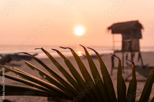 Liście palmy na tle zachodzącego słońca, piękne naturalne tło.