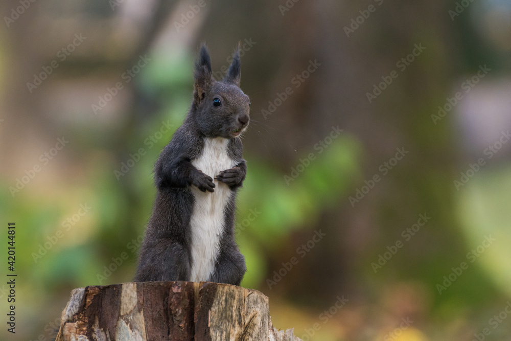Funny Squirrel Funny Squirrel