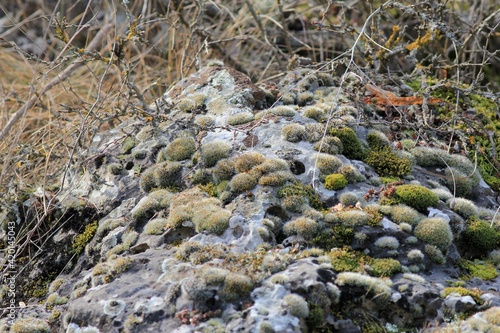 Moss and lichens on rocks in the forest