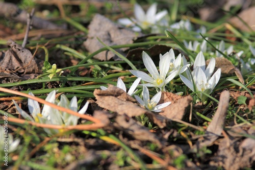 White Ornithogalum flowers close-up in a spring forest
