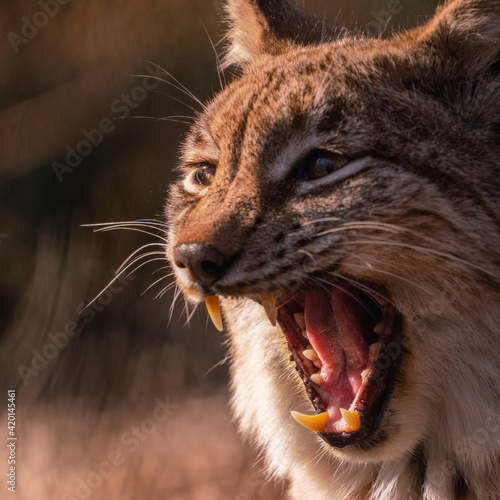 Photos Closeup shot of a growling bobcat face