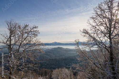 Aerial view of the forest and the peaks of the Carpathian Mountains covered with the snow on a sunny winter day. Drone flight between the treetops. Tourist directions and routes in Western Ukraine.