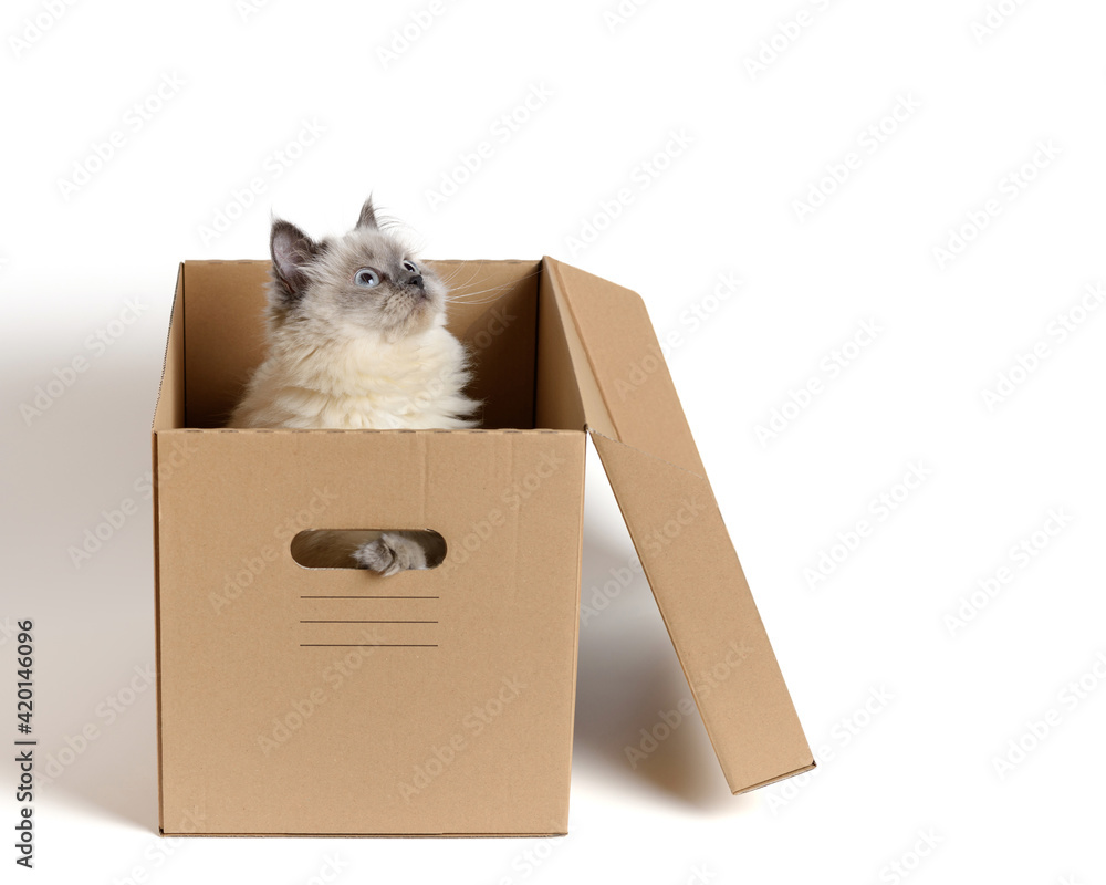 Cute and funny fluffy color-point cat of the Scottish Straight breed sits in a cardboard box and looks up. White isolated background with place for text