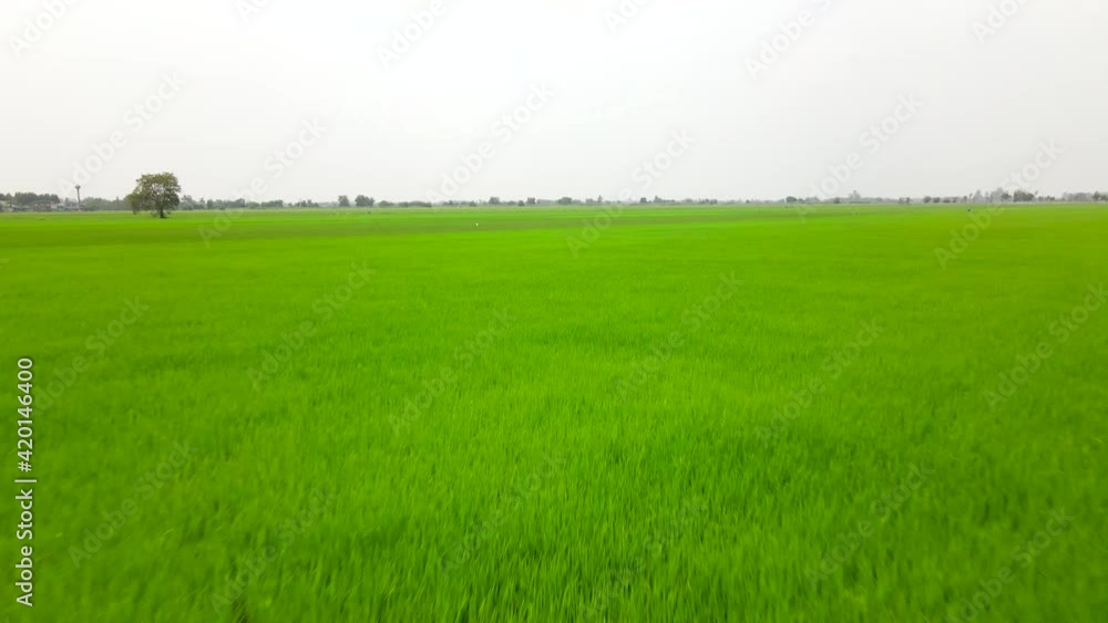 Aerial view of agriculture in rice fields for cultivation. Natural the texture for the background Aerial view of agriculture in rice fields for cultivation. Natural the texture for the background