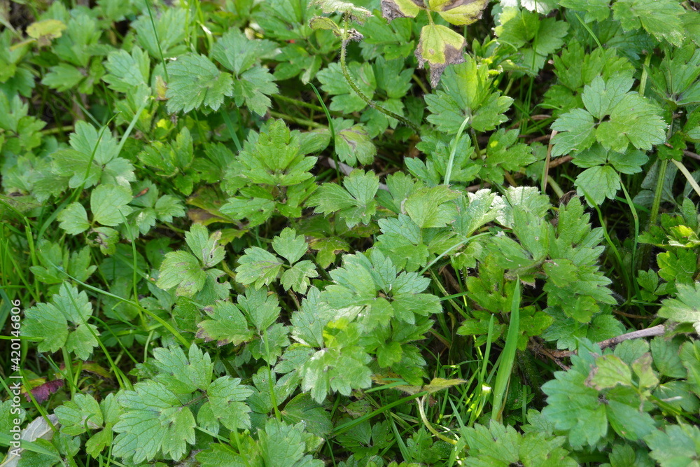 Ranunculus repens, the creeping buttercup, is a flowering plant in the buttercup family Ranunculaceae, native to Europe, Asia, and northwestern Africa. Ranunculus repens, the creeping buttercup, is a flowering plant in the buttercup family Ranunculaceae, native to Europe, Asia, and northwestern Africa.