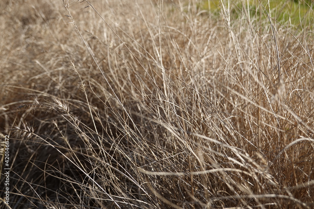 Canada wildrye is a native, cool-season perennial bunchgrass that grows 2.5- to 5- feet tall. Canada wildrye is a native, cool-season perennial bunchgrass that grows 2.5- to 5- feet tall.