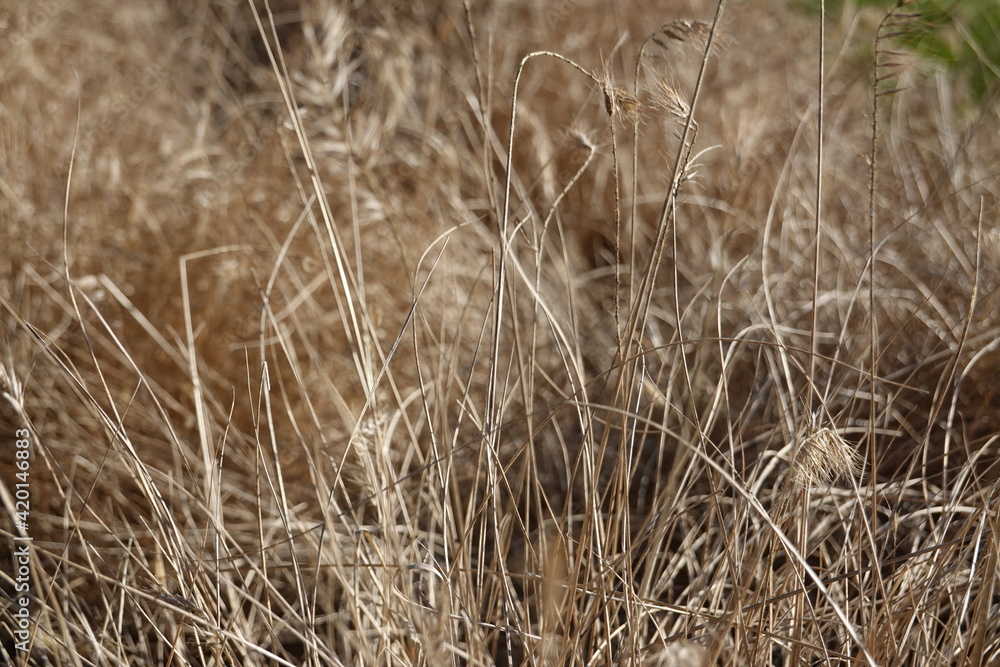 Canada Wild Rye nodding seed heads and warm green mid-summer color are readily identifiable. It is a cool-season grass. Canada Wild Rye nodding seed heads and warm green mid-summer color are readily identifiable. It is a cool-season grass.