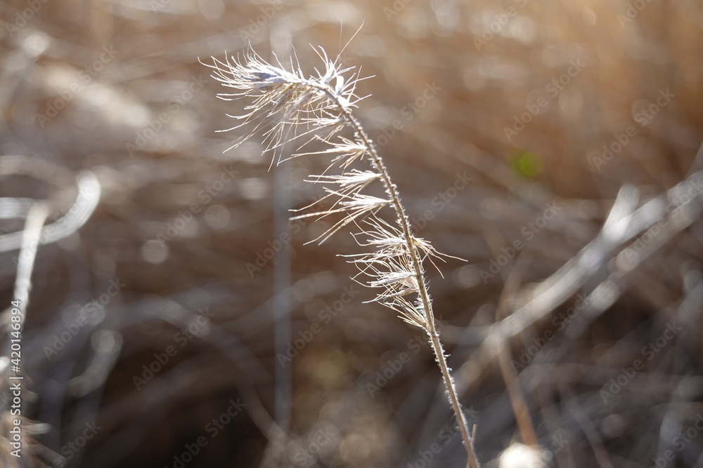 Close-up Elymus canadensis, commonly known as Canada wild rye or Canadian wildrye, is a species of wild rye native to much of North America. Close-up Elymus canadensis, commonly known as Canada wild rye or Canadian wildrye, is a species of wild rye native to much of North America.