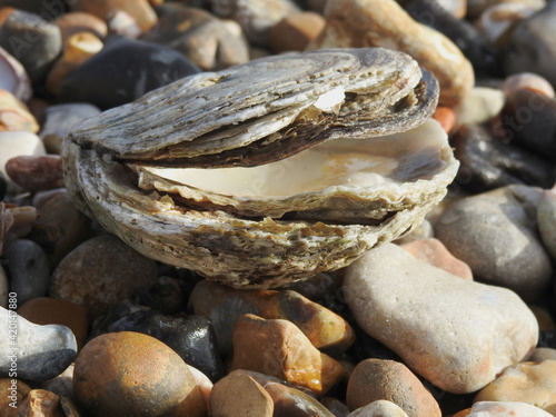 Open seashell on stones on the beach close up