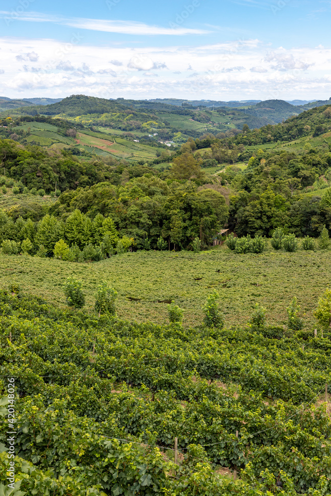 Vineyards and forest in valley Vineyards and forest in valley