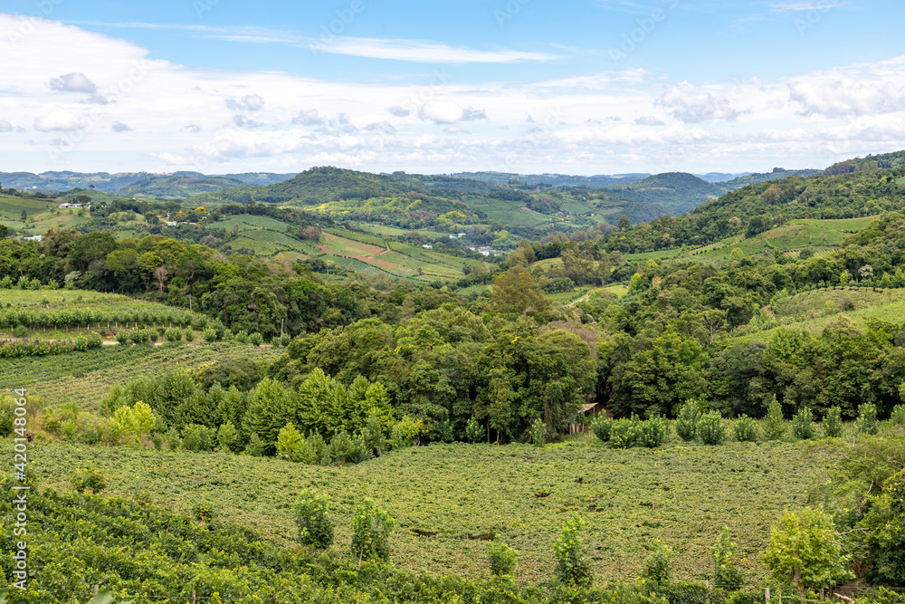Obraz premium Vineyards and forest in valley