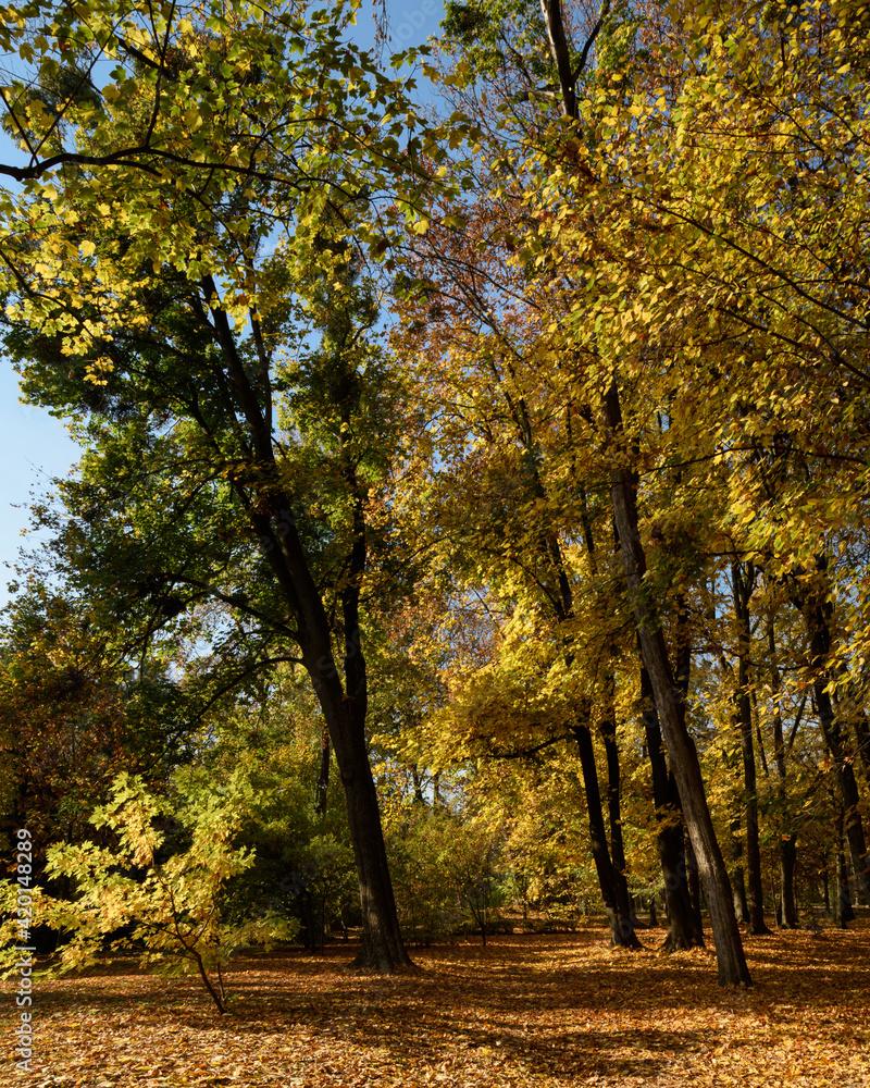Beautiful autumn nature in the forest or in the park. A path with autumn leaves. Nature landscape in sunny weather