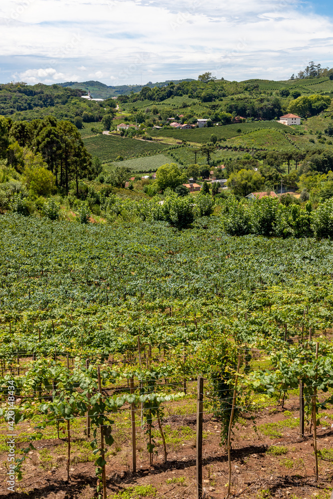 Village around vineyards