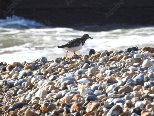 A gray-black-and-white bird walks on the stones on the beach