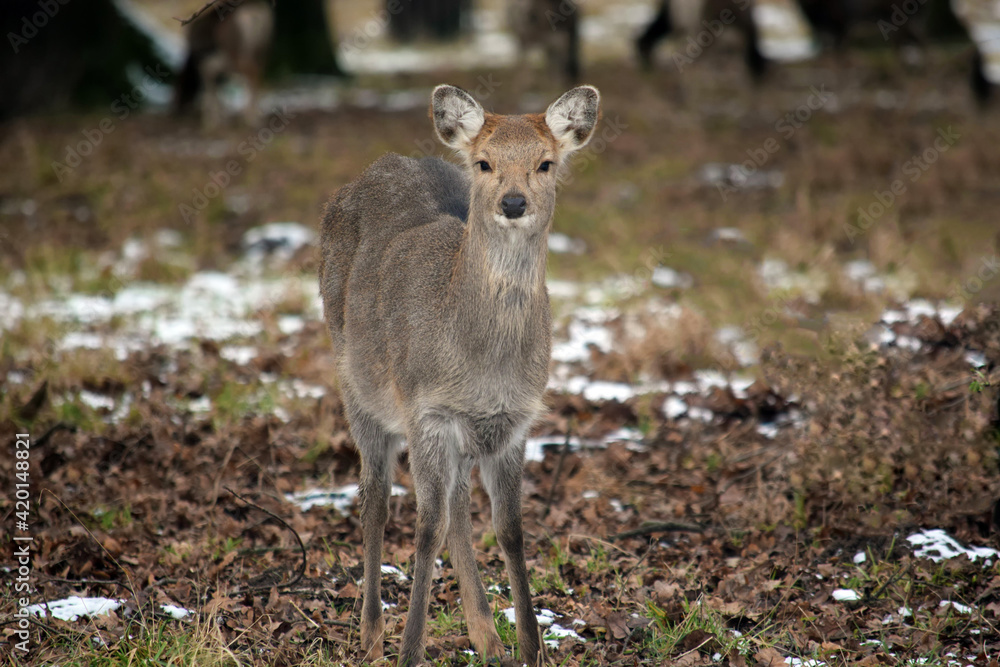 Baby Dybowskii Female Deer in the Winter Forest Baby Dybowskii Female Deer in the Winter Forest