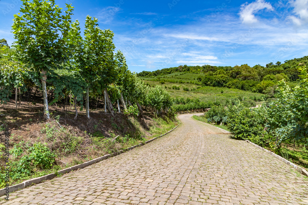 Roads around vineyards