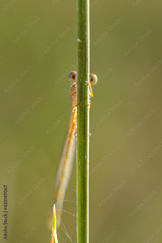 Damselfly, Namadgi NR, ACT, February 2021 Damselfly, Namadgi NR, ACT, February 2021